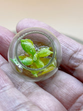 Load image into Gallery viewer, Miniature Succulent Plant 1: Small Glass Pot Decor (Set of 2)
