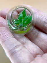 Load image into Gallery viewer, Miniature Succulent Plant 2: Small Glass Pot Decor (Set of 2)
