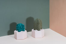 Load image into Gallery viewer, Cactus Socks - Mammillaria
